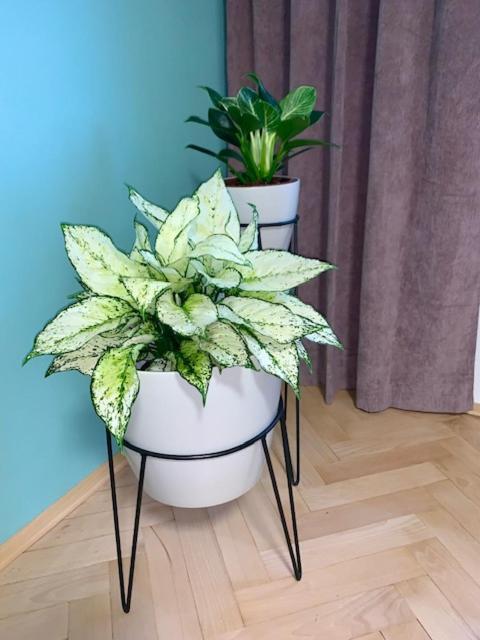 Apartman Snyt Primka Olomouc Extérieur photo